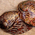 pearled copper abalone shell limited edition